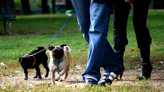 Montesano sulla Marcellana: multe fino a 500 euro per i padroni incivili dei cani