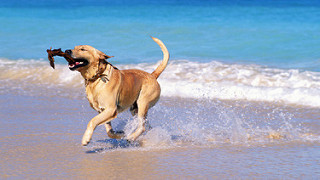 Capaccio Paestum: spiagge accessibili anche ai cani fino al 30 settembre