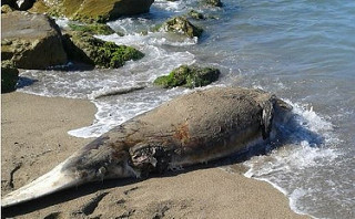 Capaccio: i bagnanti trovano delfino morto in spiaggia