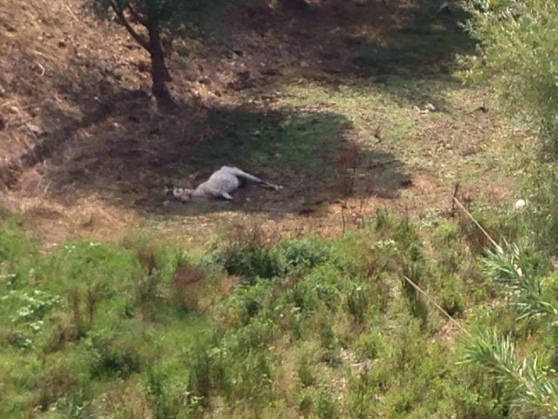 Agropoli: cavallo legato ad un albero per giorni trovato mentre muore agonizzante