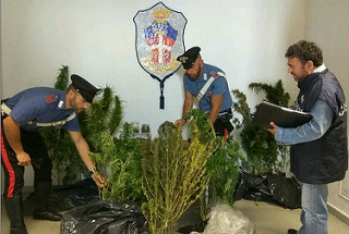 Piante di marijuana nascoste nel granturco, arrestato 50enne a Paterno