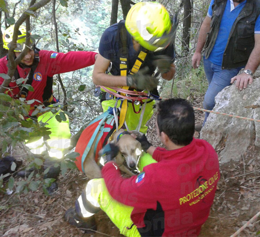 protezione-civile-salva-cane-evidenza