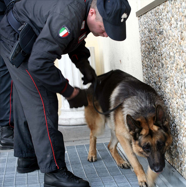 Vallo della Lucania: nasconde droga nel suo negozio.Arrestato 27enne grazie al cane Olly