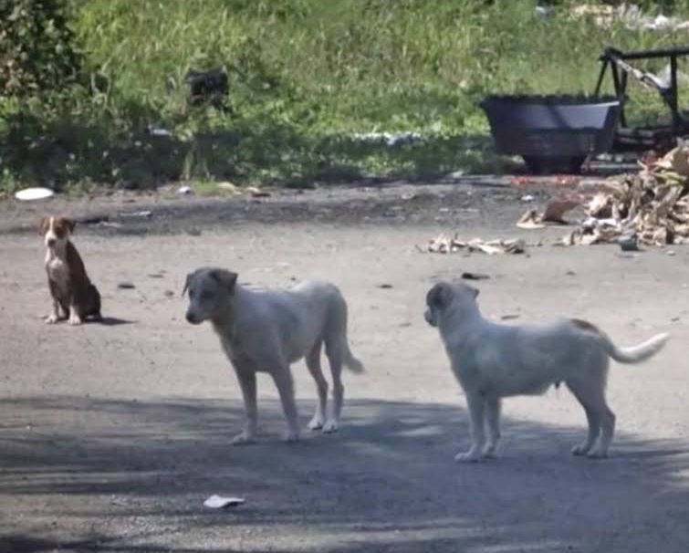 Cani provocano incidente a Vietri di Potenza. Comune risarcisce il conducente dell’auto