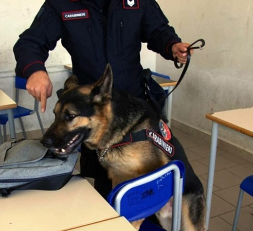 cane droga scuola evidenza