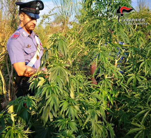 cannabis atena lucana evidenza