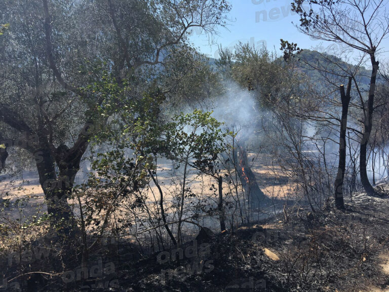 Vasto incendio a Vietri di Potenza. Le fiamme distruggono duecento ulivi