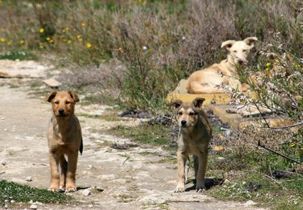 Randagismo,accalappiati a Sassano 7 cani aggressivi.Pellegrino:”Sterilizzazione su tutto il territorio”