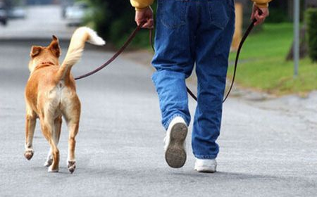 Teggiano: porta a passeggio il cane e non raccoglie gli escrementi. Multato dalla Polizia Municipale