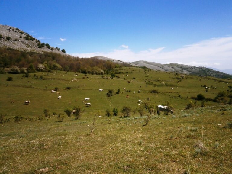 Monte San Giacomo: animali vaganti, i cittadini firmano una petizione per chiedere una soluzione