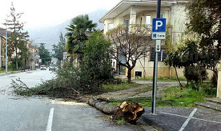 Maltempo nel Vallo di Diano. A Teggiano le raffiche di vento fanno cadere in strada un grosso albero