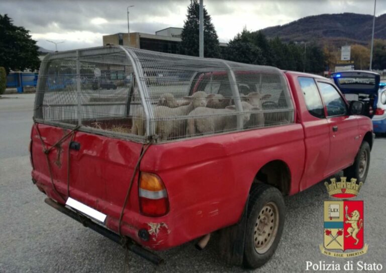 Trasporta agnelli vivi senza autorizzazione. Nei guai un uomo sul Raccordo Sicignano-Potenza