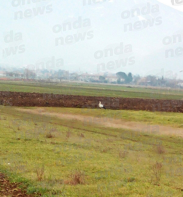 La cicogna bianca torna nel Vallo di Diano in località Termini a Sala Consilina