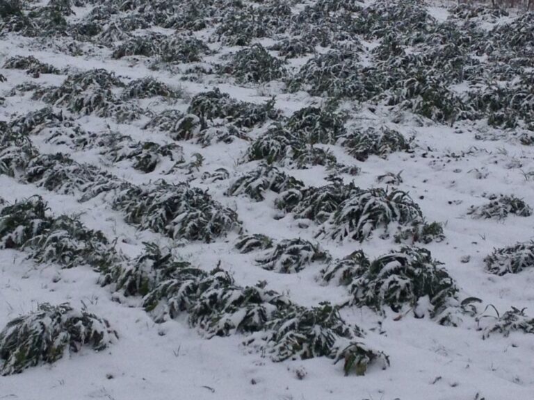 Maltempo in Campania, l’allerta meteo della Protezione Civile. Brusco calo di temperature e gelate