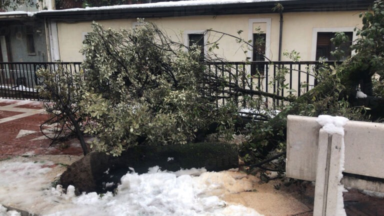 Sala Consilina: albero si spezza a causa della neve e cade sul marciapiede di Corso Vittorio Emanuele