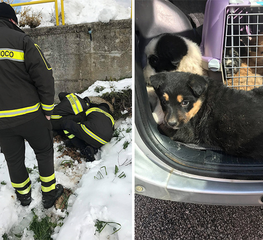 Cani salvati vigili del fuoco evidenza