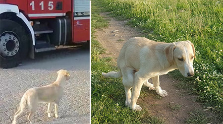 fb cagnolina salvata sala