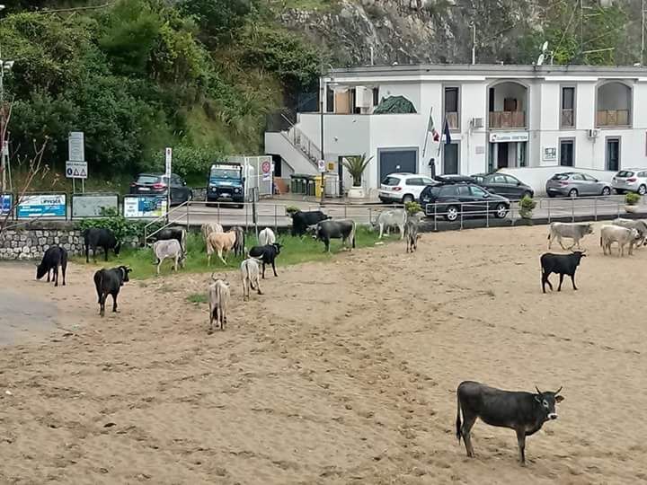 mucche a Palinuro