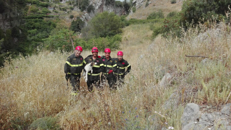 A Vietri di Potenza i Vigili del Fuoco salvano un cagnolino finito da diversi giorni in un dirupo