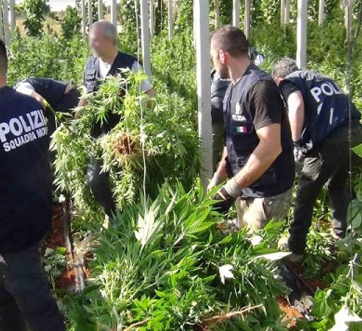 polizia marijuana evidenza