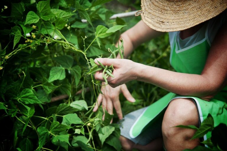 Filiera agricola trasparente, la Regione Campania approva la legge proposta dal Movimento 5 Stelle