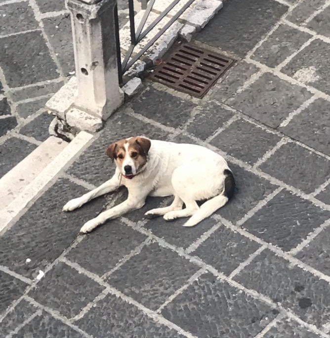 Petardi contro un cane nel centro storico di Teggiano. Il Comune presenta denuncia contro ignoti