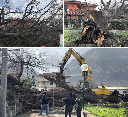 albero teggiano evidenza