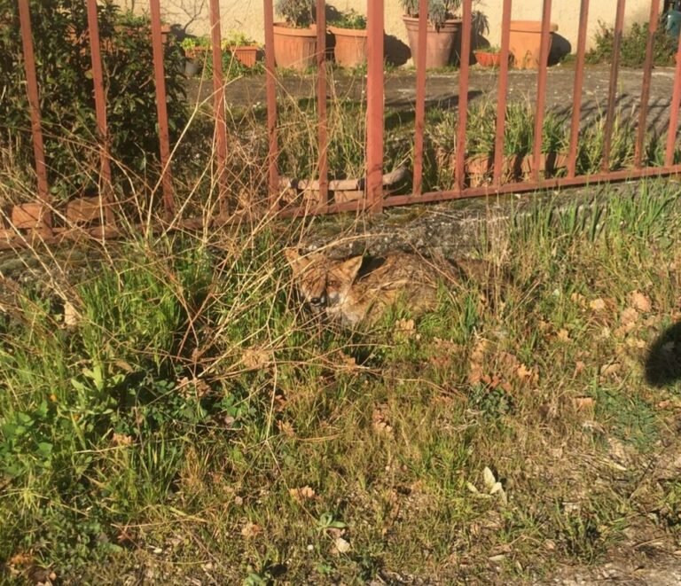 Volpe rossa salvata a buccino