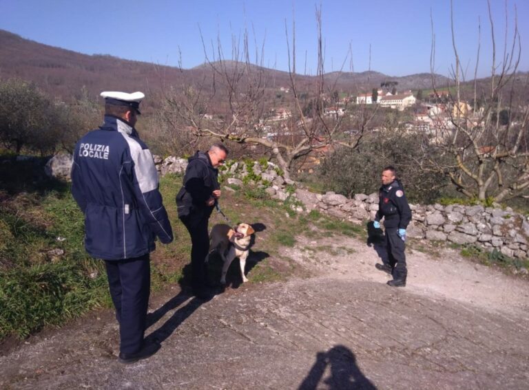 Cani ritrovati morti a Polla. Eseguita la bonifica della zona avvelenata