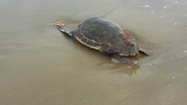 Tartaruga “Caretta Caretta” trovata morta sul litorale di Capaccio Paestum. Sparita la carcassa