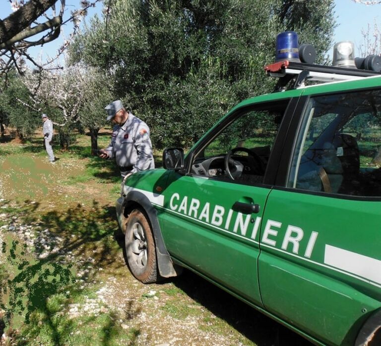 carabinieri forestali ev 222