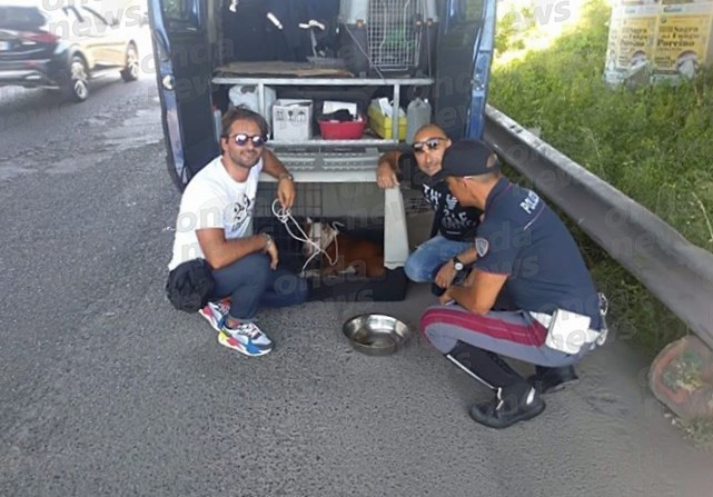 Pitbull vaga in A2 ferito e abbandonato. Salvato da Polizia Stradale di Eboli, COA e Unità Cinofila