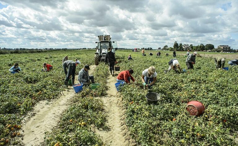 Incidenti sul lavoro. Uil e Uila Basilicata:”Basta morti nelle aziende agricole. Serve rete di tutele”