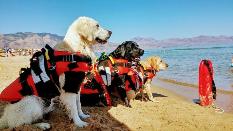 In balia delle onde nel mare di Palinuro. 16enne salvato dal cane bagnino Flash