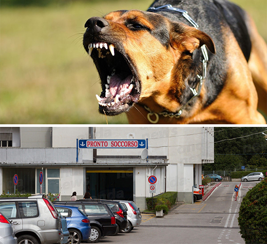 cane-aggressivo-pronto-soccorso-ev