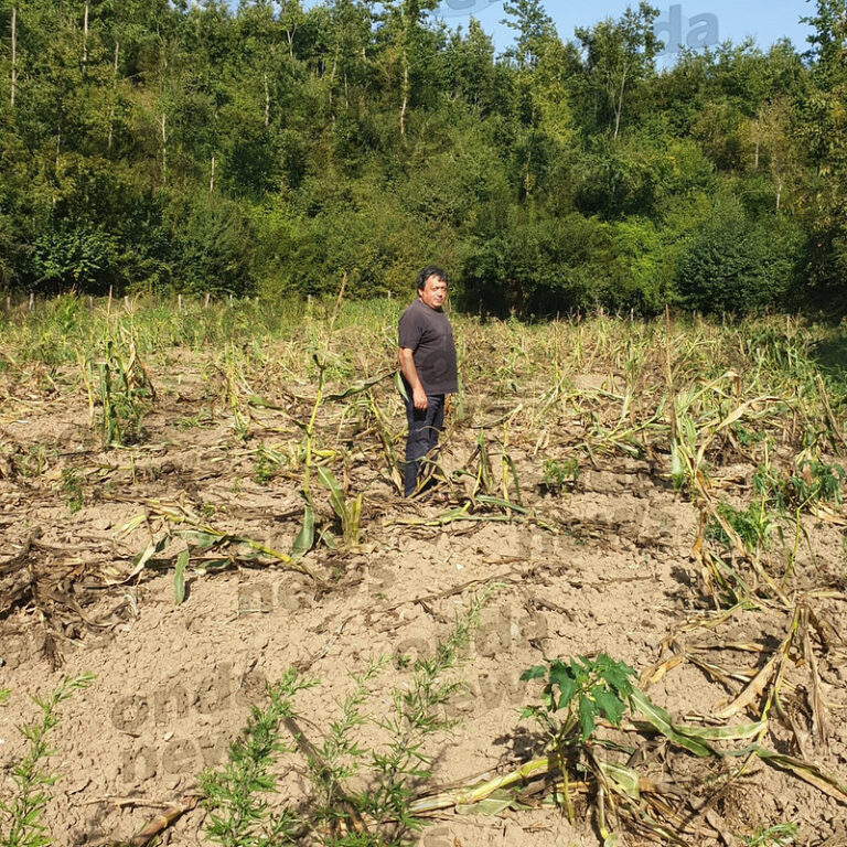 Cinghiali devastano campo di mais a Sanza. Il proprietario:”Investiamo denaro ma siamo a mani vuote”