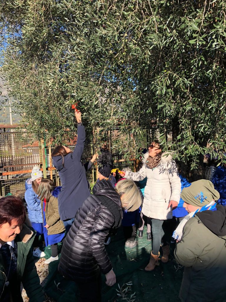 Sassano: studenti e ospiti dello SPRAR raccolgono insieme le olive per donare l’olio alla mensa