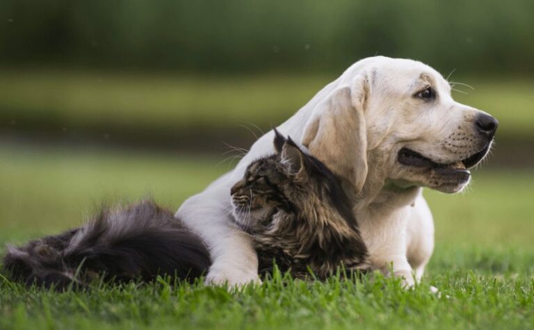 animali domestici cane gatto