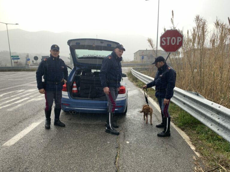 Cane vaga nei pressi dello Svincolo di Vietri di Potenza. Salvato dalla Polizia Stradale