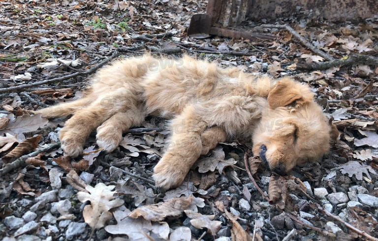 Cuccioli di pochi mesi abbandonati e lasciati morire. Triste ritrovamento a Montesano