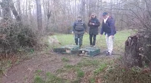 Ripopolamento della fauna selvatica. Liberati più di 1000 fagiani a sud di Salerno e nel Vallo di Diano