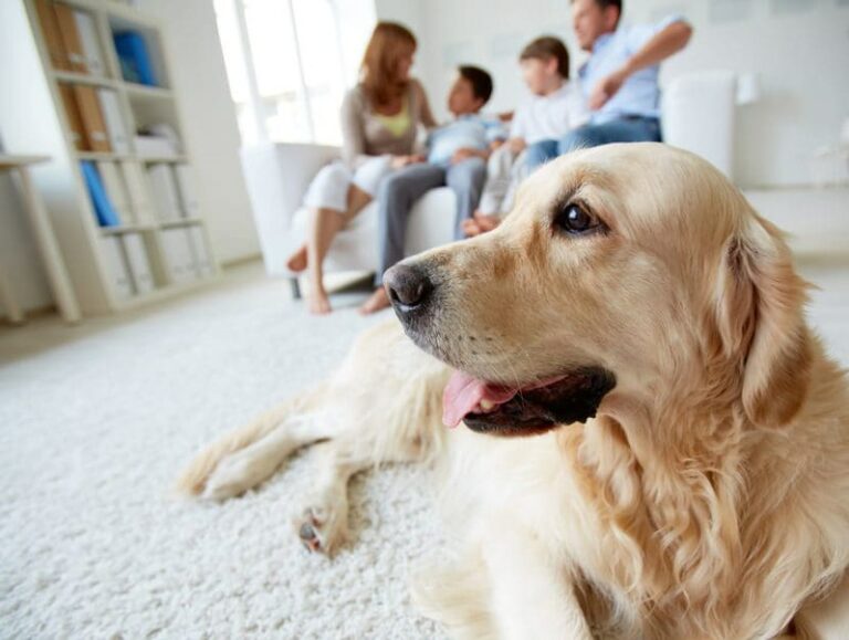 Tutelare gli animali al tempo del Covid-19. La richiesta delle Associazioni campane