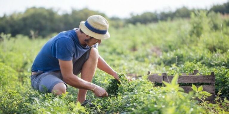 “La Regione Campania sblocchi i finanziamenti per i giovani agricoltori”. La denuncia dei consiglieri del M5S