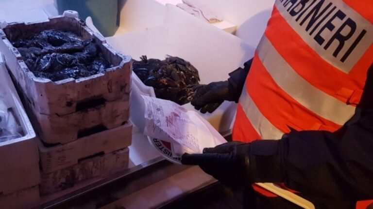 Sequestrati 41 kg di pesce privi di tracciabilità a Policastro. Multato il titolare di una pescheria