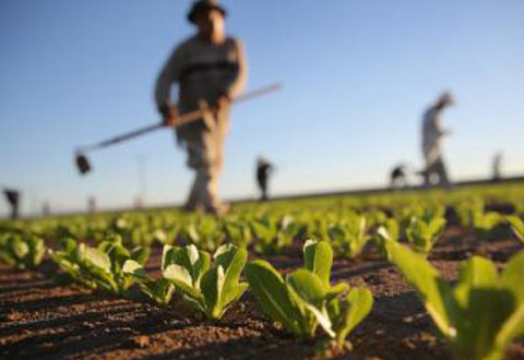 evidenza agricoltura