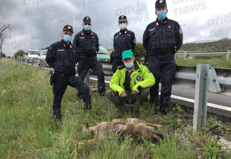 carcassa lupa raccordo 3 maggio 2020 1