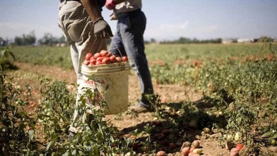 lavori agricoli