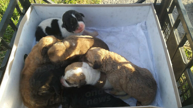 Cuccioli di cane abbandonati poco dopo la nascita in un terreno a Padula. Salvati da 4 giovani