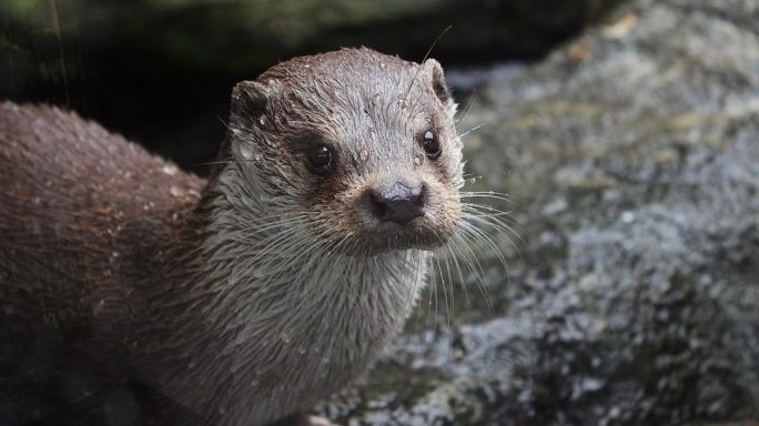 lontra generica