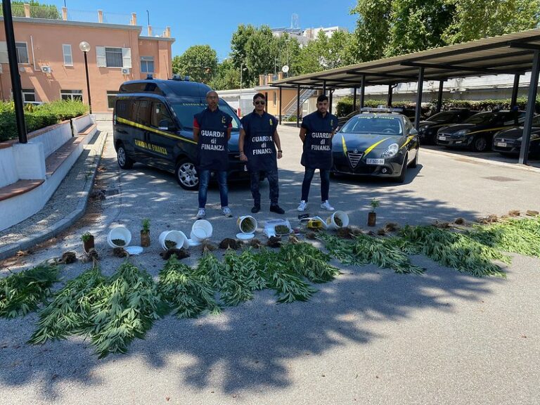 Coltivava piante di marijuana nel giardino di casa. Arrestato dalla Guardia di Finanza 40enne del Salernitano